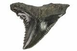 Large, Fossil Hemipristis Tooth - Georgia #74763-1